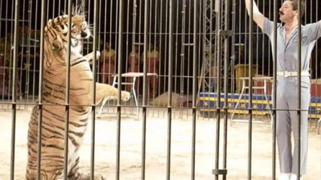 Ettore Weber, la moglie chiede di non sopprimere la tigre che ha attaccato il domatore
