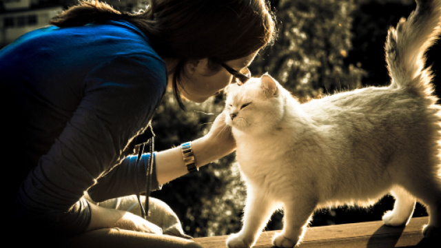 Fond d'&eacute;cran : amour, chat, f&eacute;lin, bavarder, Katze, Britannique ... - wallhere.com