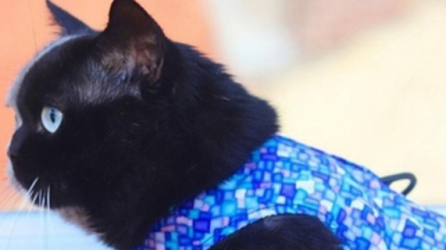 Photo de Narnia - chat deux visages. Photo publi&eacute;e par Ohmymag