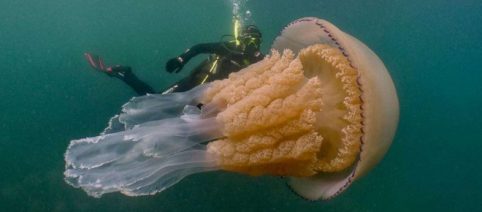 British diver swims with giant barrel jellyfish bigger than she was