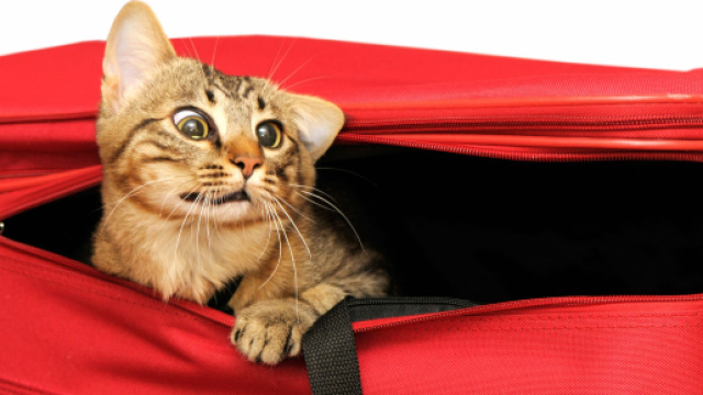 Mon chat est stress&eacute; par les voyages - Mon chat a peur des voyages ... - doctissimo.fr