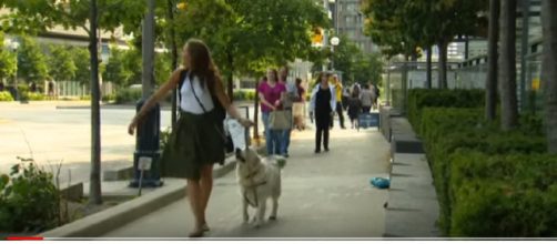 Red-winged blackbird attacks pedestrians in CityPlace. [Image source/CityNews Toronto YouTube video]