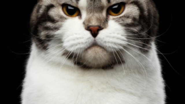 6 signes qui montrent qu'un chat n'est pas content - photo publi&eacute;e par Anymalix