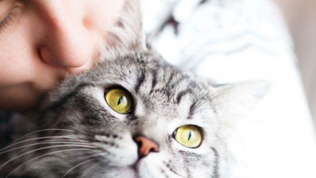 Comment dire "je t'aime" &agrave; son chat en un seul geste? - flair.be