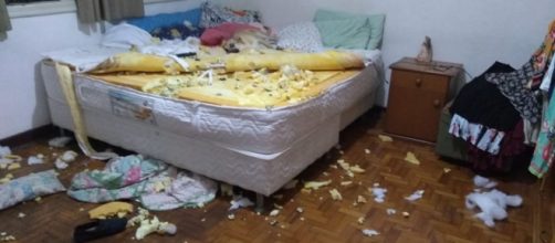 Destrui&ccedil;&atilde;o feita pelo cachorro foi registrada em v&iacute;deo. (Arquivo Pessoal)