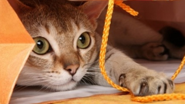 Apprendre des tours &agrave; son chat c'est possible - Photo publi&eacute;e sur le site Wamiz