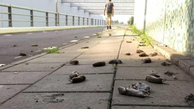 In Olanda il misterioso caso dei topi 'suicidi': a centinaia si sarebbero lanciati da un ponte.