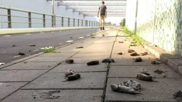 Paesi Bassi, centinaia di topi si uccidono lanciandosi da un ponte ad Hommers | greenme.it