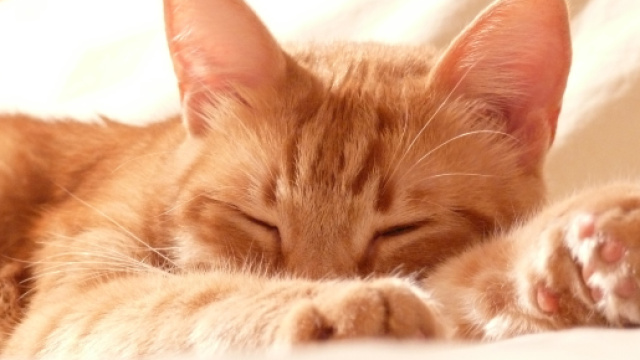 Pourquoi mon chat dort-il avec moi ? - animalaxy.fr