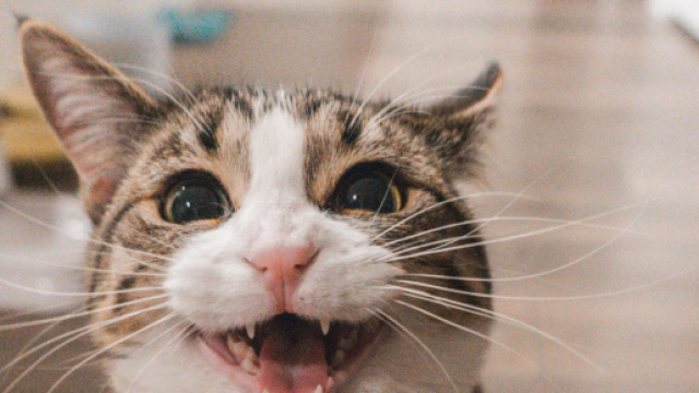 Tout n'est PAS BON &agrave; Prendre chez les CHATS - Les Maux de Vente - lesmauxdevente.fr