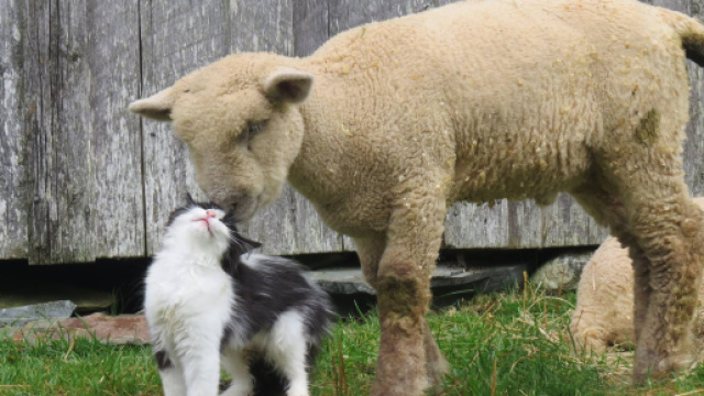 Un mouton et un chat se font des c&acirc;lins - koreus.com