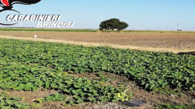 Brindisi, scarcerato l'imprenditore agricolo di Tuturano: era accusato di sfruttamento del lavoro