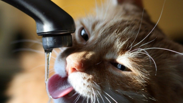 Chats Archives - Astucito - astucito.com