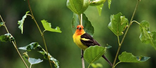 Las aves no son capaces de adaptarse al cambio clim&aacute;tico
