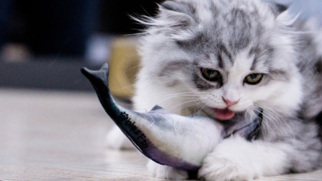 Les chats peuvent-ils manger du thon ? - animalaxy.fr