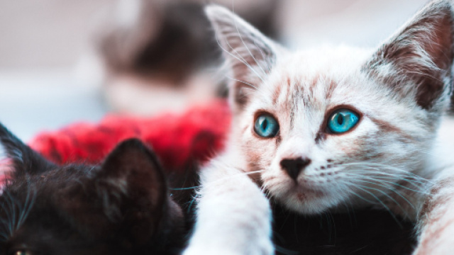 New York interdit le d&eacute;griffage des chats - rtl.fr