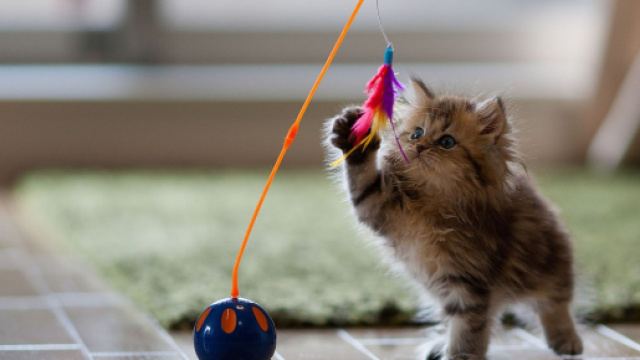 10 minutes pour jouer avec votre chat | Comment chat va bien - wordpress.com