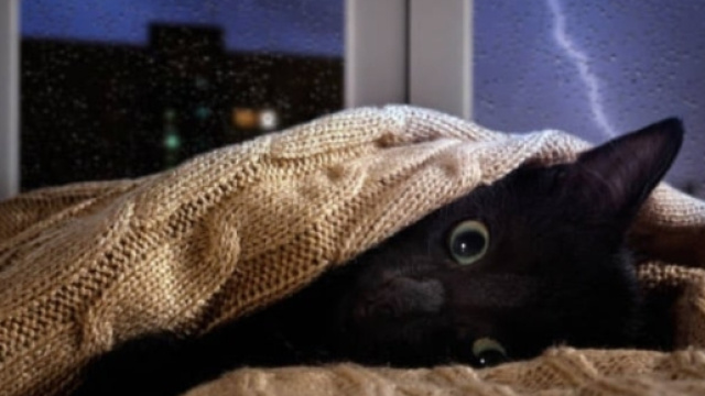 Comment calmer un chat pendant l'orage - Photo publi&eacute;e sur ma vie de chat