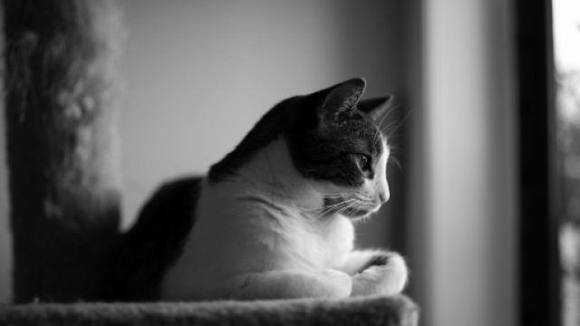 Fond d'&eacute;cran : noir et blanc, Bw, amour, chat, Canon, noir blanc ... - wallhere.com