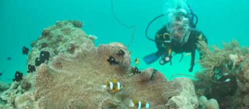 Australia's Great Barrier Reef disappearing due to climate change. [Image source: FRANCE 24 English/YouTube]