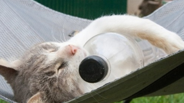 7 astuces pour rafraichir son chat - photo publi&eacute;e par Wamiz