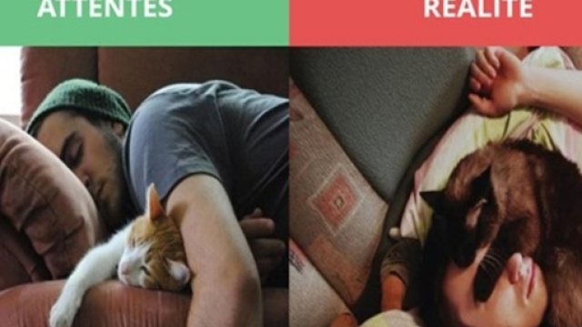 Chat Desir vs r&eacute;alit&eacute; - photo publi&eacute;e par topito