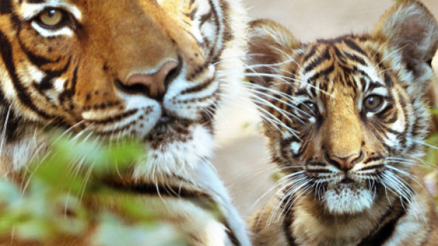 Il 29 luglio, Giornata Mondiale della tigre