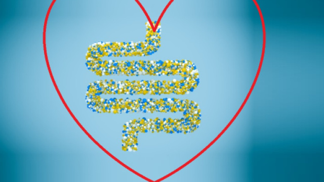 In uno studio clinico, in Belgio, l&rsquo;assunzione per tre mesi di Akkermansia muciniphila, pastorizzato, ha migliorato il profilo cardio-metabolico.