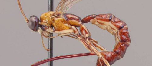 Imagen de la avispa que inserta sus huevos en el interior de sus v&iacute;ctimas