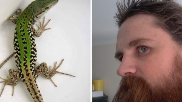 Australia: mangia un geco vivo e muore, ora i parenti vogliono certezze.