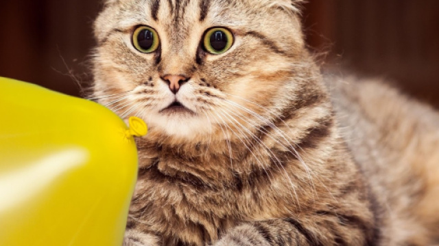 Photo publi&eacute;e par photo de chat