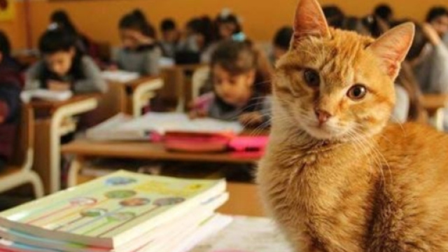 Tombi le chat qui allait en classe en Turquie - photo publi&eacute;e sur redaction.media