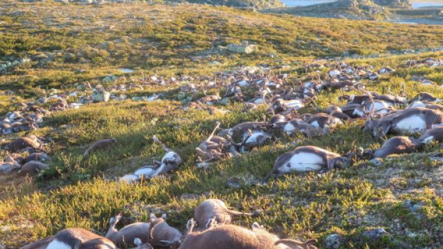 Morte di fame pi&ugrave; di 200 renne nell'arcipelago di Svalbard in Norvegia. foto repertorio - businessinsider.com