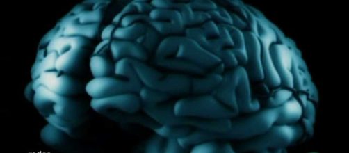 Estudios del cerebro humano evidencian la necesidad evolutiva de cooperaci&oacute;n colectiva