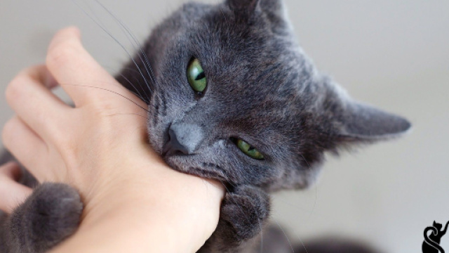 Cat behaviour explained are exotic pests to reside with, but in ... - pinterest.com