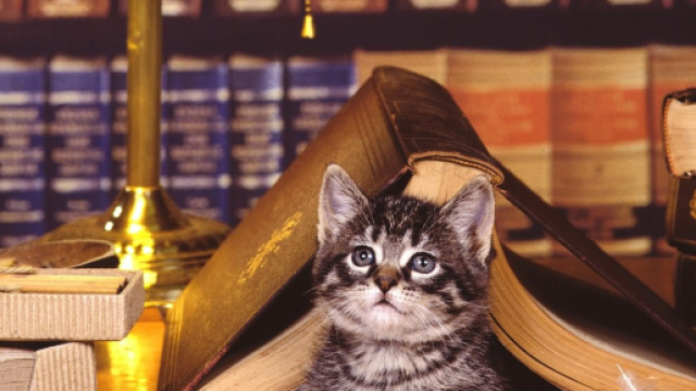 Fond d'&eacute;cran : chat, livre, mensonge, visage, biblioth&egrave;que ... - wallhere.com