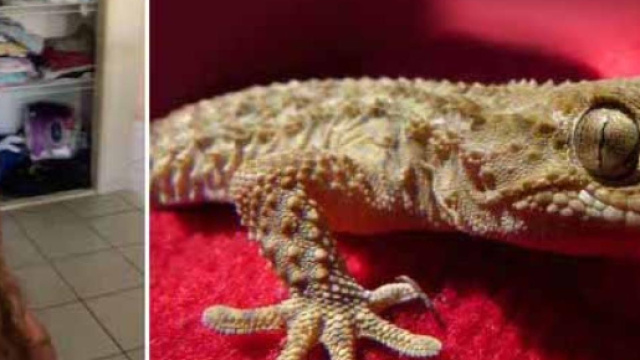 L'australiano David Dowell &egrave; morto dopo dieci giorni di agonia: aveva mangiato un geco vivo per scommessa.