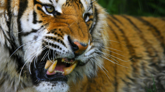 Tigre aggredisce domatore: morto Ettore Weber