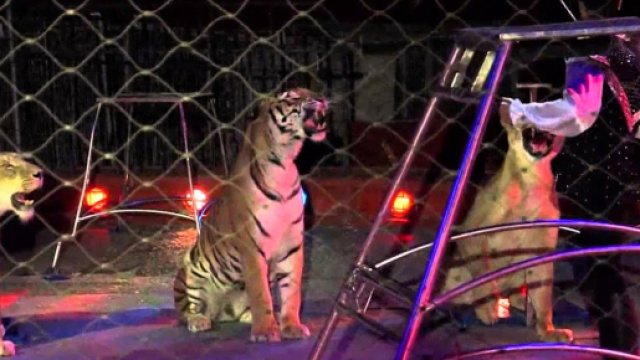 Triggiano, domatore del circo Orfei ucciso durante le prove dalle tigri | ecodellalocride.it