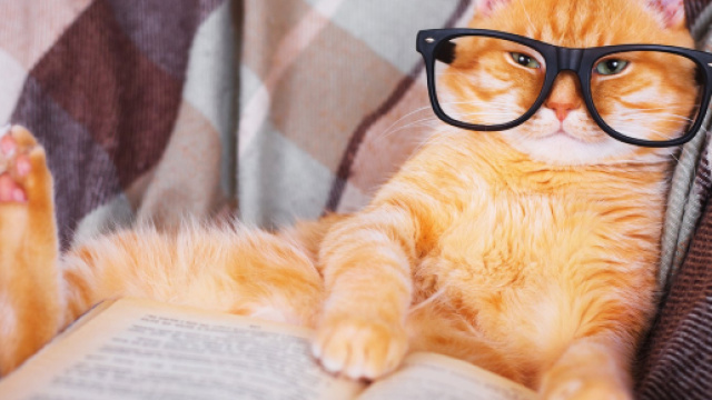 5 signes qui montrent que votre chat est intelligent - Photo publi&eacute;e par catizz