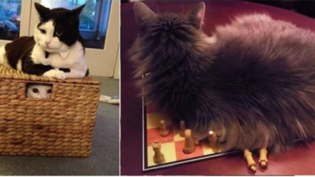 Ces chats qui n'arr&ecirc;tent pas de faire des blagues - photo publi&eacute;e sur Animaals