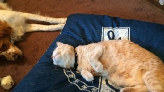 Ces chiens qui aimeraient dormir mais le chat en a d&eacute;cid&eacute; autrement - Photo publi&eacute;e sur Animaals