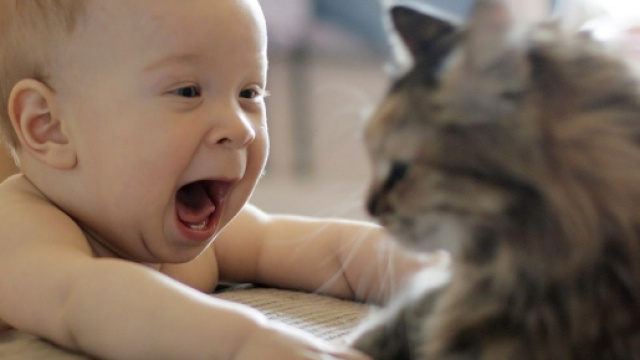 Fond d'&eacute;cran : chat, Homme chauve-souris, fourrure, enfant, Vues ... - wallhere.com