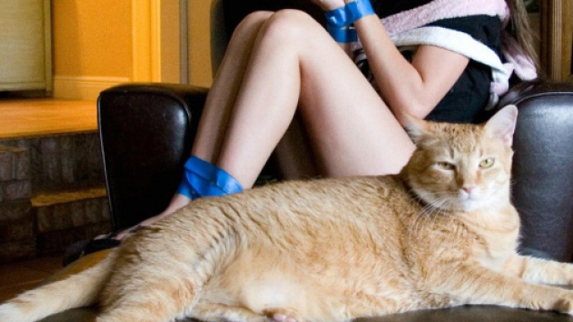 Ce qu'un chat d&eacute;teste chez ton maitre