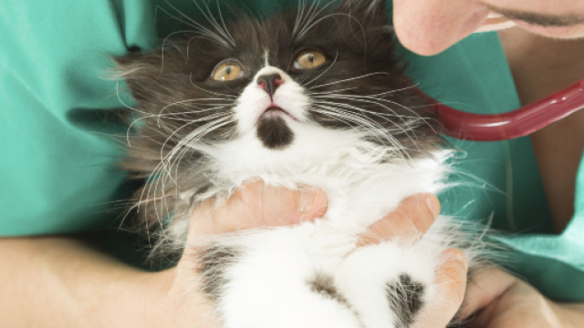 Mon chat respire anormalement - Mon chat respire vite, mal, fort ... - doctissimo.fr