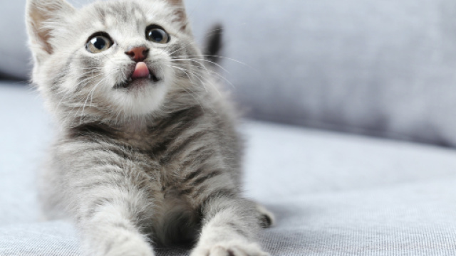 Bretagne : la SPA de Crozon vandalis&eacute;e, sept chats disparus - actu.fr