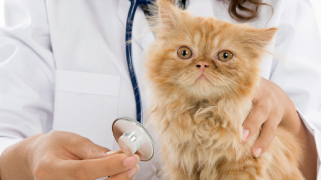 Hom&eacute;opathie pour mon chat - Doctissimo - doctissimo.fr