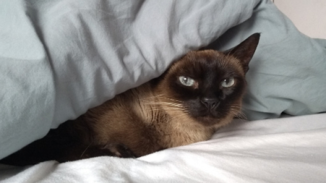 Images Gratuites : Couvertures, lit, mammif&egrave;re, vert&eacute;br&eacute;, Petits &agrave; ... - pxhere.com