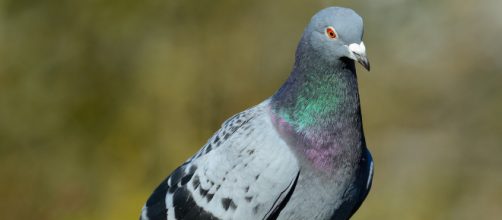 Criptococose matou dois homens em Santos, no litoral de S&atilde;o Paulo. (Arquivo Blasting News)