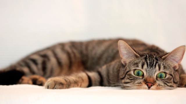 Chat Avec un Regard Surpris - Fond d'&Eacute;cran en Full HD 1080p - mistergratos.com